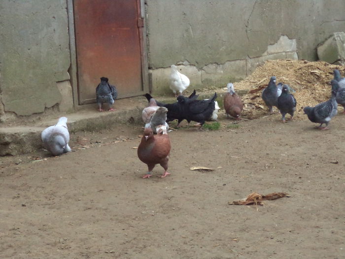 DSC02284 - MATCA KINGI 2015