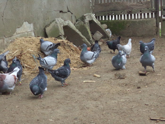 DSC02287 - MATCA KINGI 2015