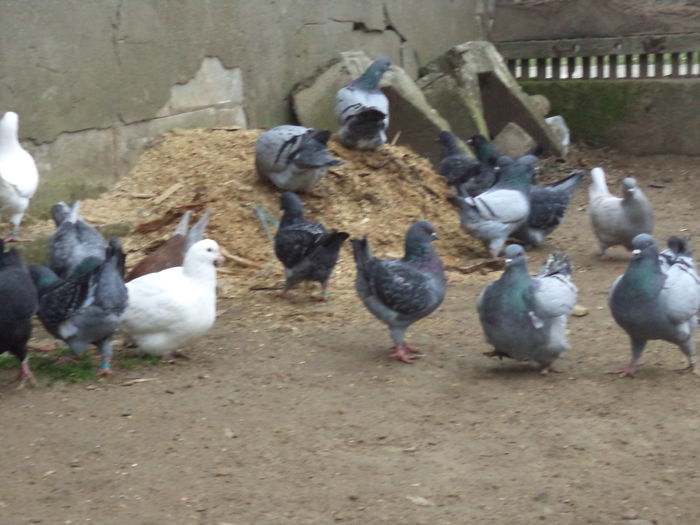 DSC02290 - MATCA KINGI 2015