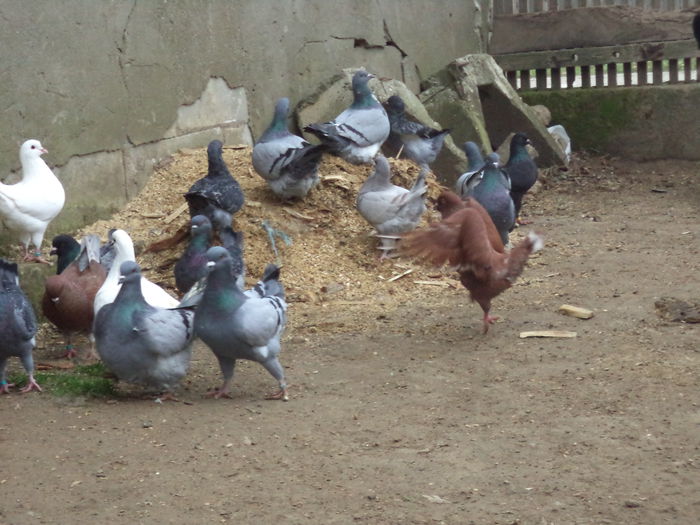 DSC02293 - MATCA KINGI 2015