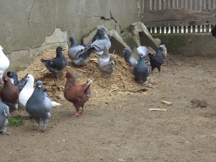 DSC02294 - MATCA KINGI 2015