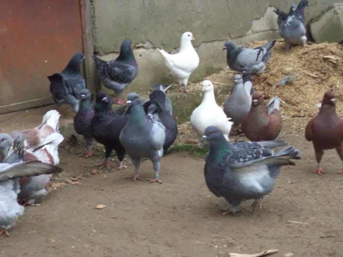 DSC02296 - MATCA KINGI 2015