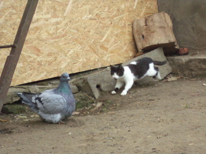 DSC02547 - MATCA KINGI 2015