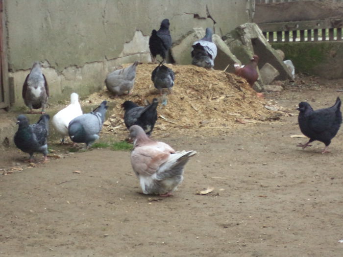 DSC02549 - MATCA KINGI 2015