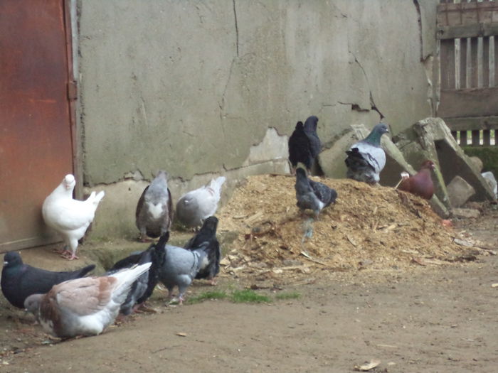 DSC02556 - MATCA KINGI 2015