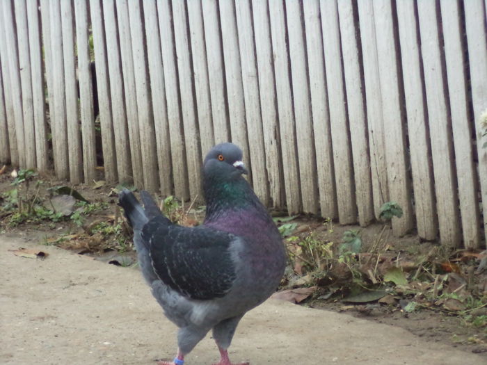 DSC02566 - MATCA KINGI 2015