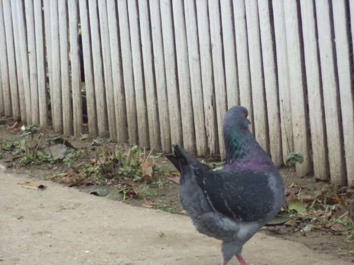 DSC02567 - MATCA KINGI 2015