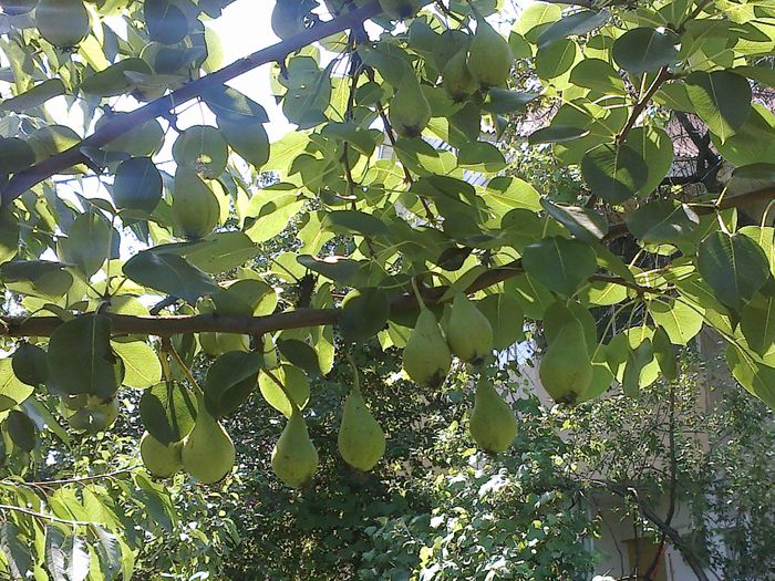 120620141961 - 0-Anul 2014