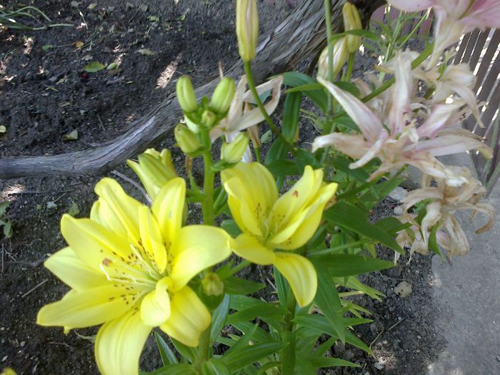 120620141973 - 0-Anul 2014