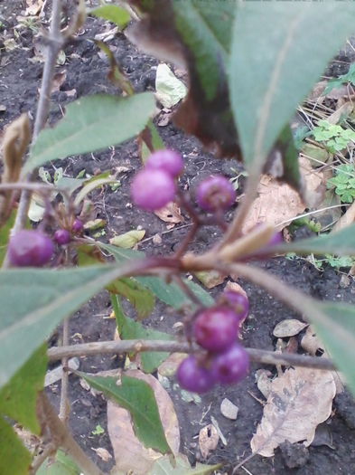 callicarpa - a-a POMI SI ARBUSTI ORNAMENTALI-2014