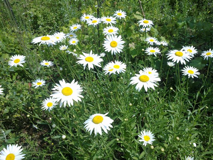 140620141985 - 0-Anul 2014