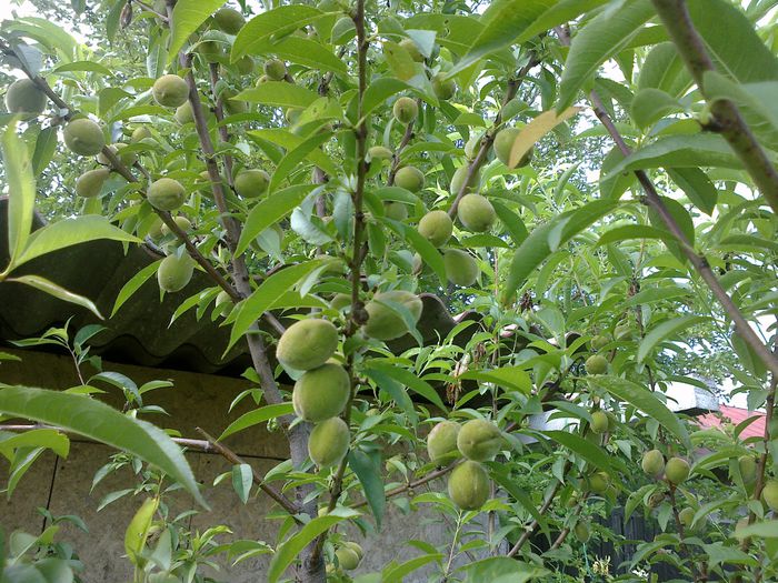 140620142001 - 0-Anul 2014