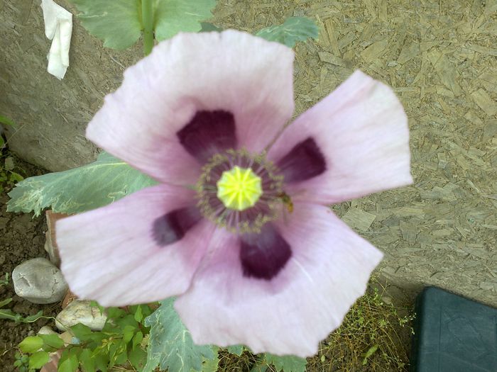 140620142003 - 0-Anul 2014