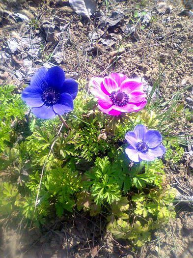 604081_10203292000482250_1217083941_n - 0-Anul 2014