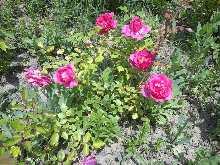 240520141445 - 0-Anul 2014