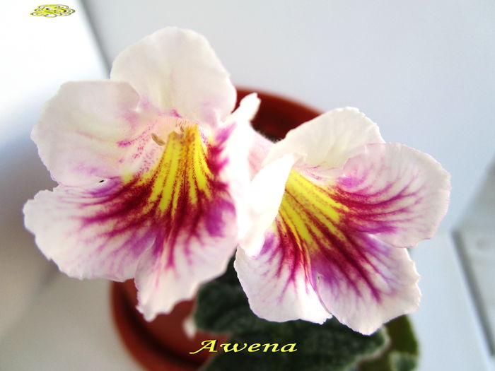 Awena (3-XI-2014