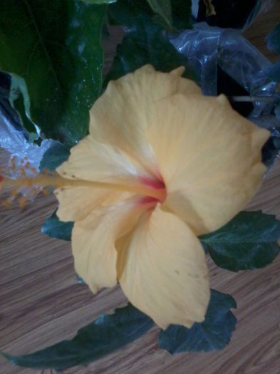20141103_100719 - hibiscusi 2014-5