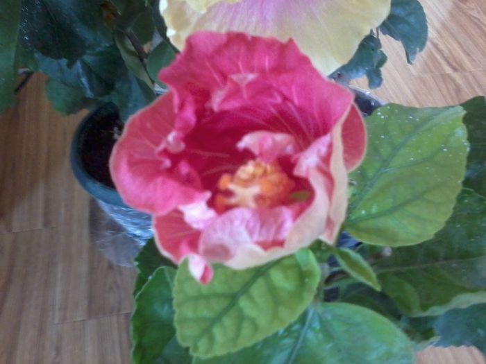 20141103_100729 - hibiscusi 2014-5