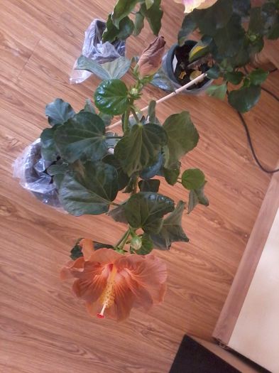 20141103_102917 - hibiscusi 2014-5
