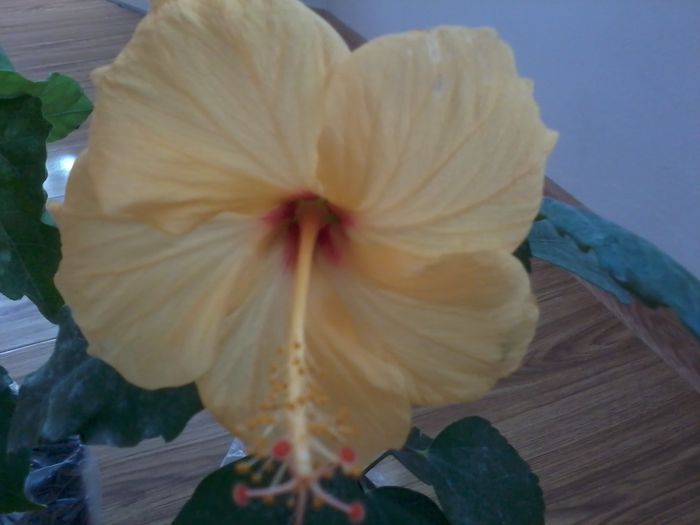 20141103_122126 - hibiscusi 2014-5