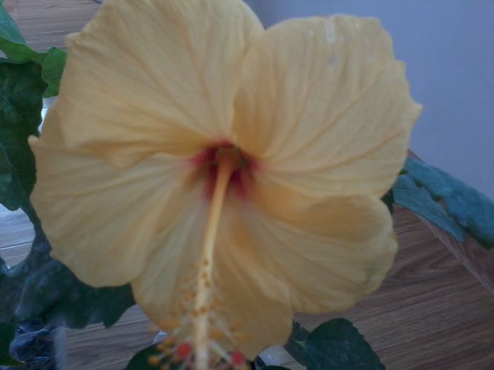 20141103_122129 - hibiscusi 2014-5