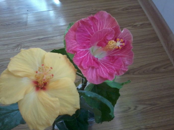 20141103_122223 - hibiscusi 2014-5