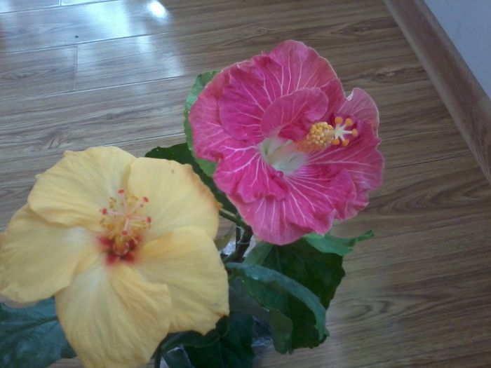 20141103_122226 - hibiscusi 2014-5