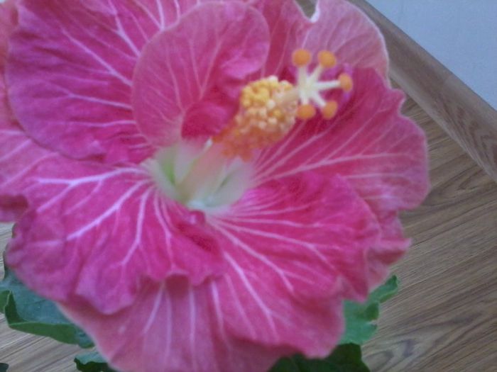 20141103_122253 - hibiscusi 2014-5