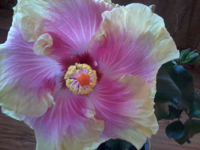 20141103_145327 - hibiscusi 2014-5