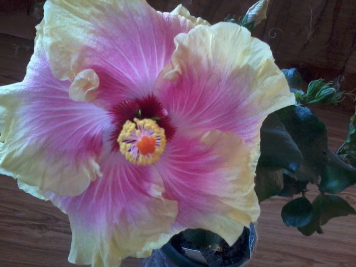 20141103_145330 - hibiscusi 2014-5