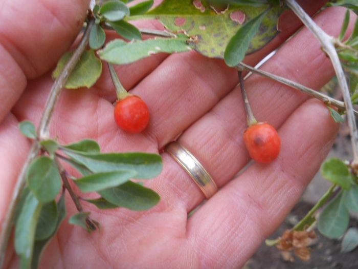 Goji Bulgaria - Noutati  2014