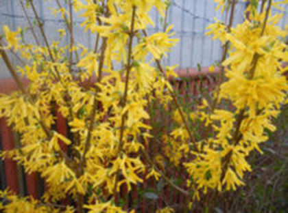 forsythia-ploaie de aur - TT  Forsythia intermedia