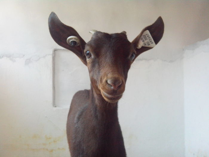 IMG_20140503_144822; Va plac urechile mele?
