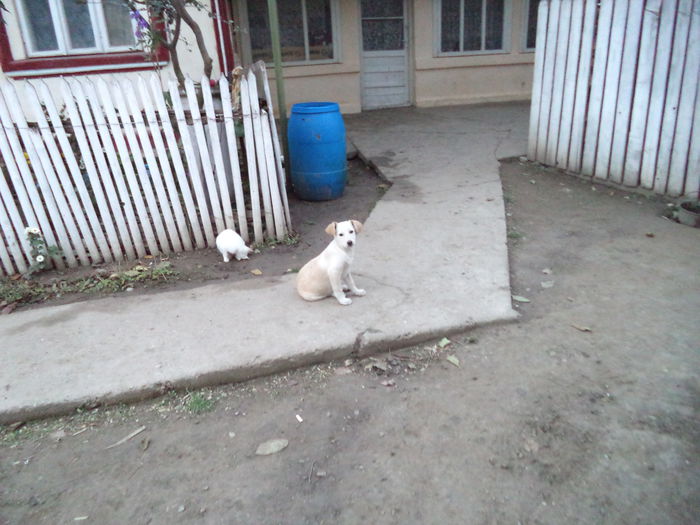 DSC02159 - Cateii mei dragi