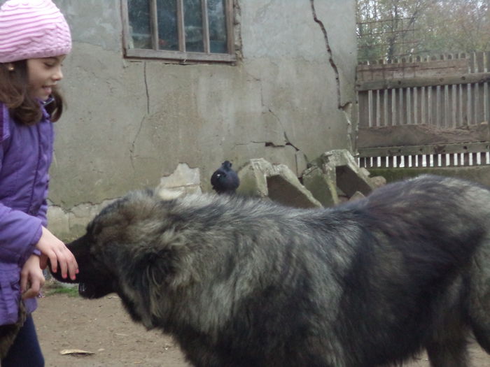 DSC02275 - Cateii mei dragi