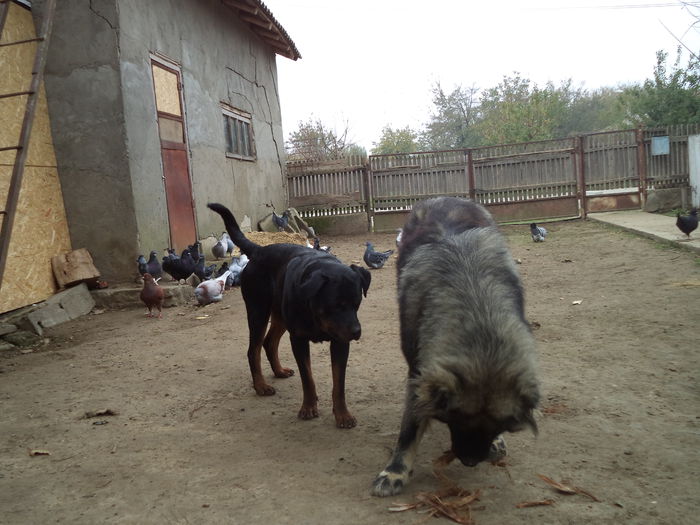 DSC02338 - Cateii mei dragi