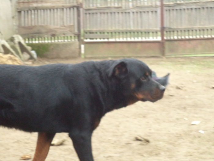 DSC02363 - Cateii mei dragi