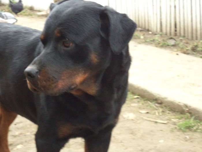 DSC02374 - Cateii mei dragi