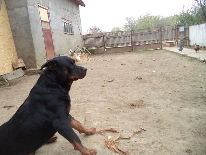 DSC02387 - Cateii mei dragi