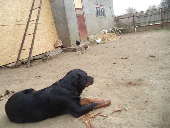 DSC02393 - Cateii mei dragi