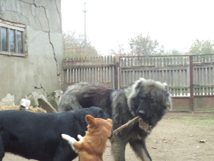 DSC02486 - Cateii mei dragi