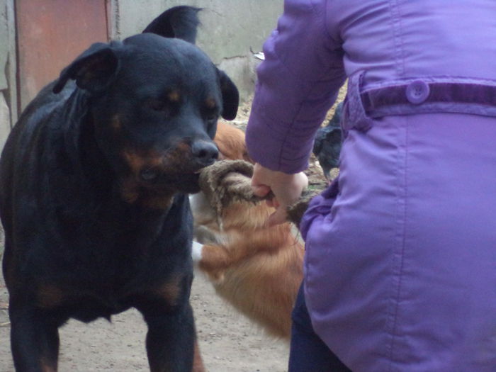 DSC02524 - Cateii mei dragi