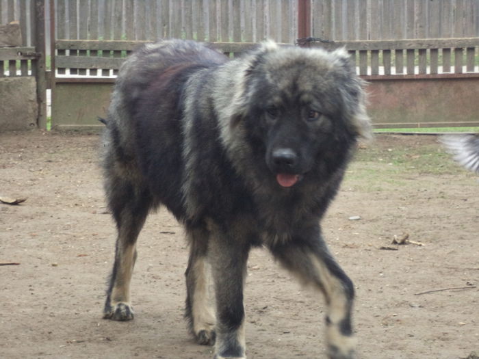 DSC02530 - Cateii mei dragi