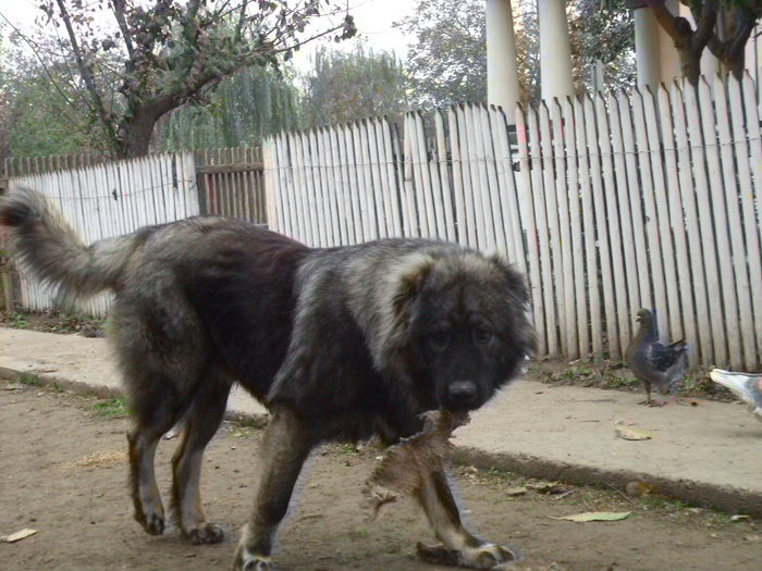 DSC02597 - Cateii mei dragi