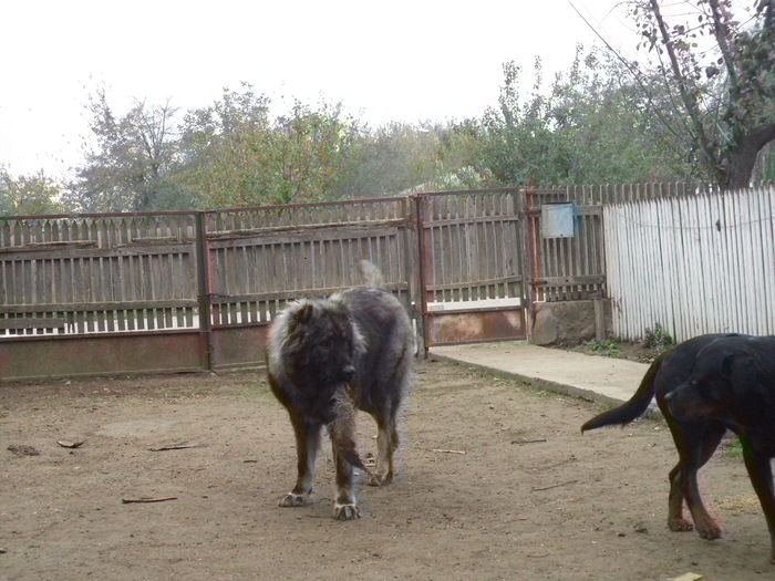 DSC02611 - Cateii mei dragi