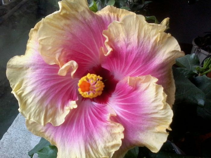 kristy my darling -108 - 0000-colectia mea de hibiscusi