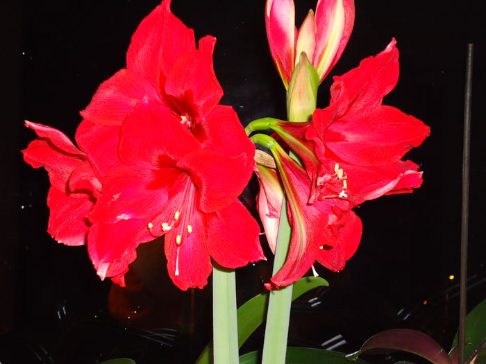DSC02153 - flori 2014