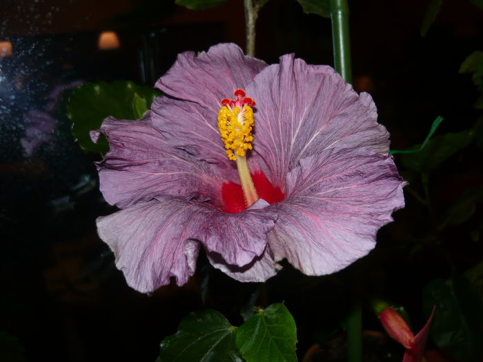 purple bayou - 0 hibiscusii mei