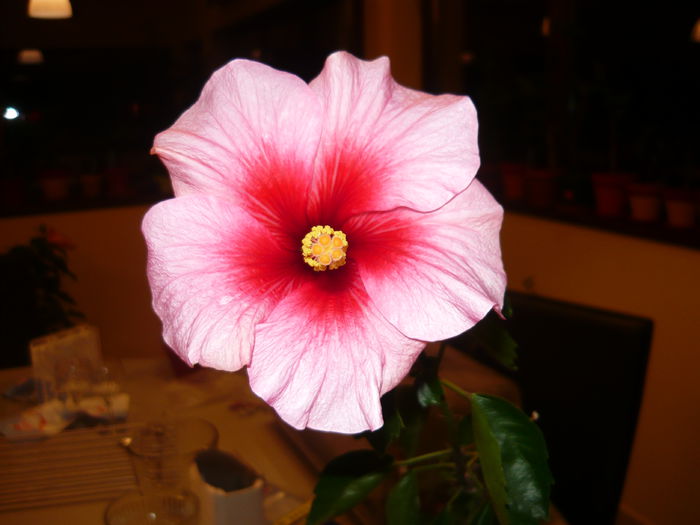 033