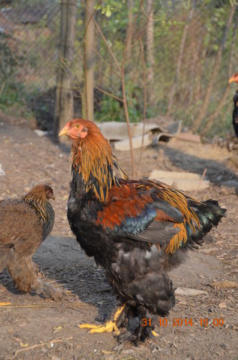 DSC_0404 - TINERET 2014